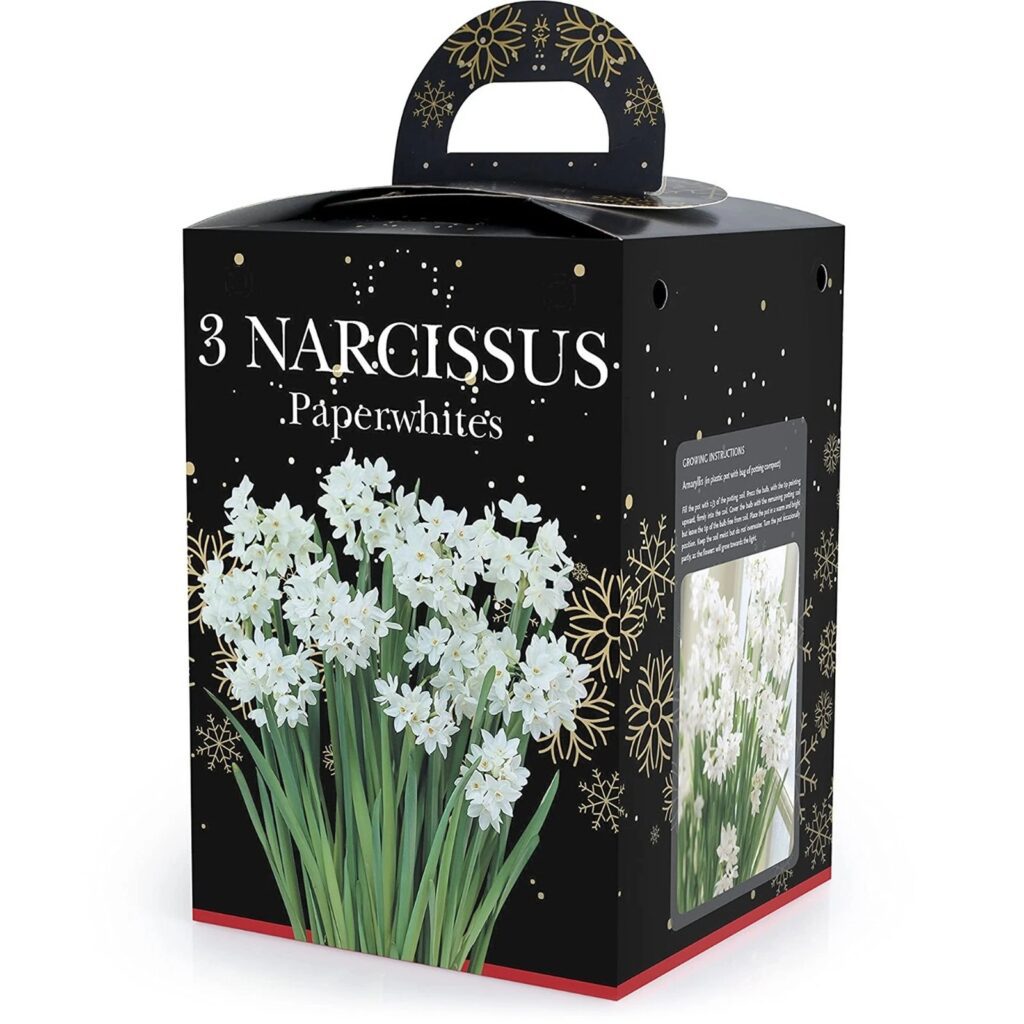 Daffodil Paperwhite Bulb Gift Set 8711148243359 2